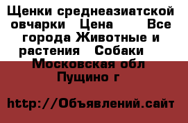 Щенки среднеазиатской овчарки › Цена ­ 1 - Все города Животные и растения » Собаки   . Московская обл.,Пущино г.